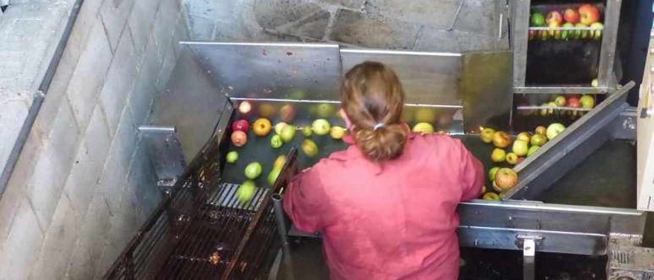 Juan Manuel Menéndez escoge la fruta antes de pasar a la trituradora.