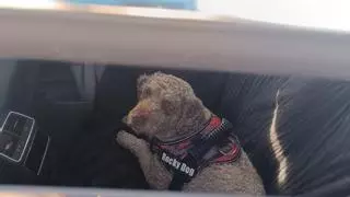 Abandona a su perro y se va a ver el Mundial de Motociclismo en Cheste