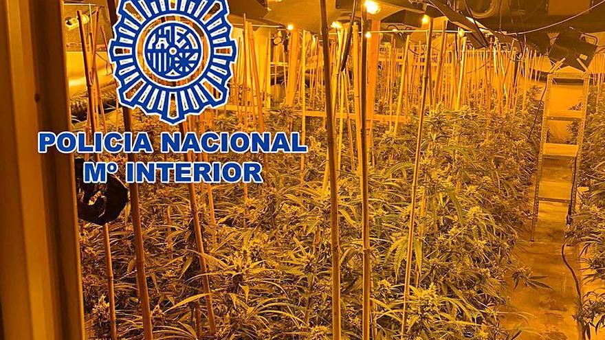 La Comisaría se incauta de 3.000 plantas de marihuana y detiene a cinco «narcos»