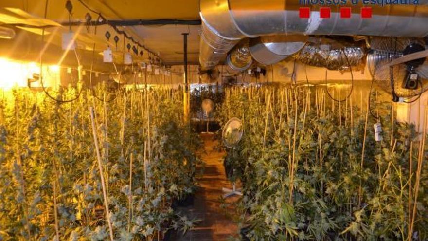 La plantació de marihuana va ser descoberta en el garatge d&#039;una casa.