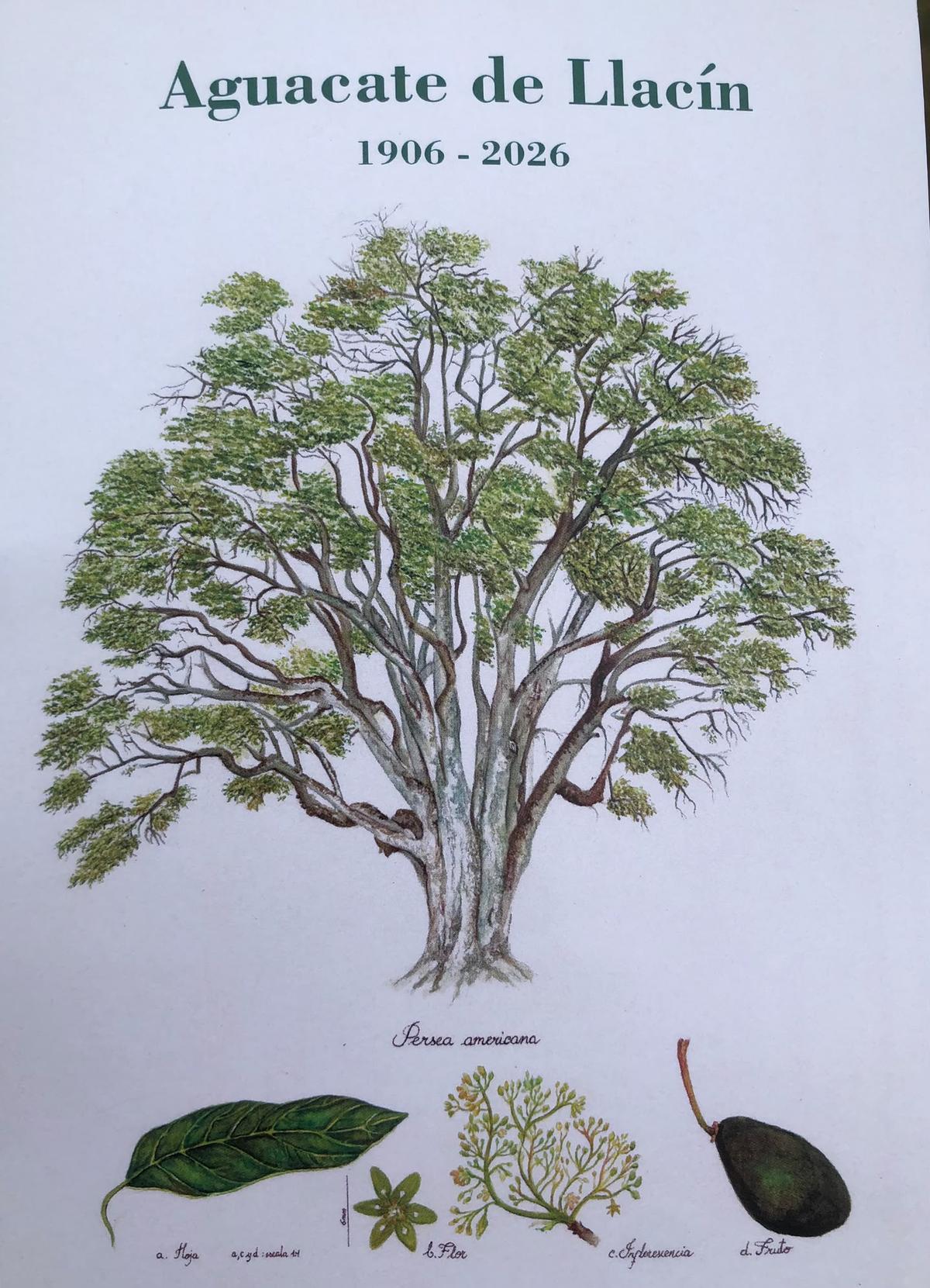 Ilustración sobre el ahguacate de Porrúa, obra de Isabel González.