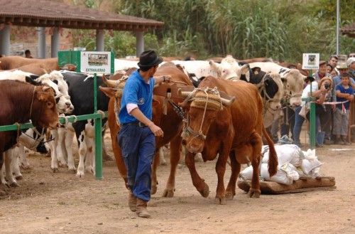 Feria de ganado, concurso de arrastre y trasquilada