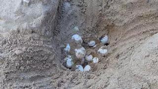 Una tortuga boba logra desovar en Isla Plana después de tres años de intentos fallidos