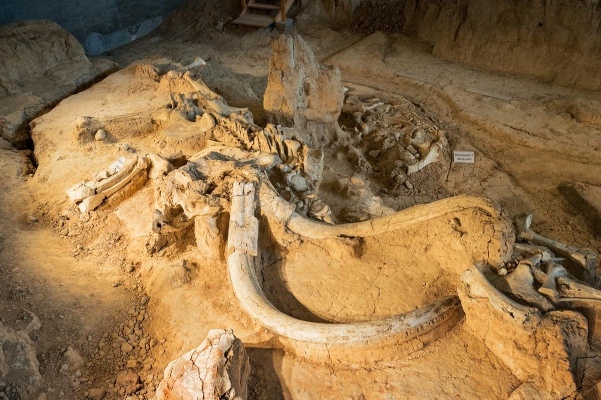 Restos del mamut lanudo.