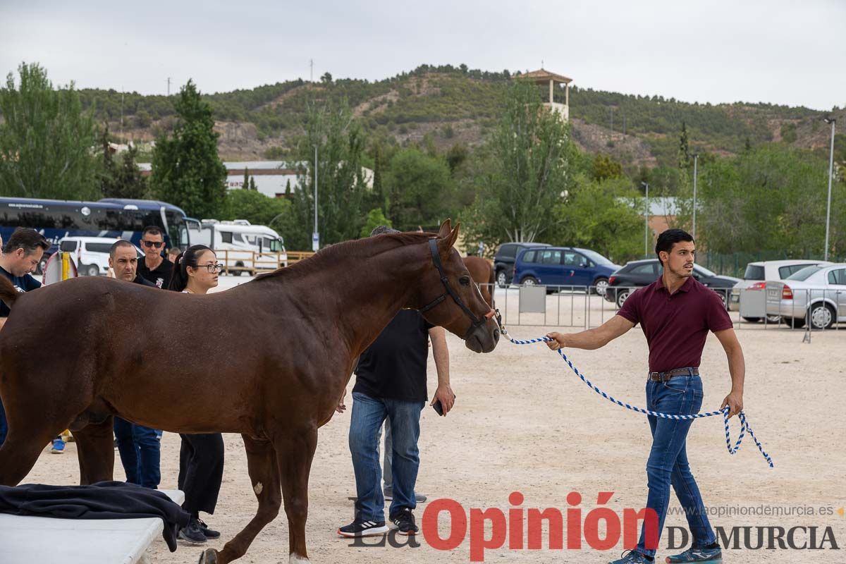 Control veterinario de los Caballos del Vino en Caravaca