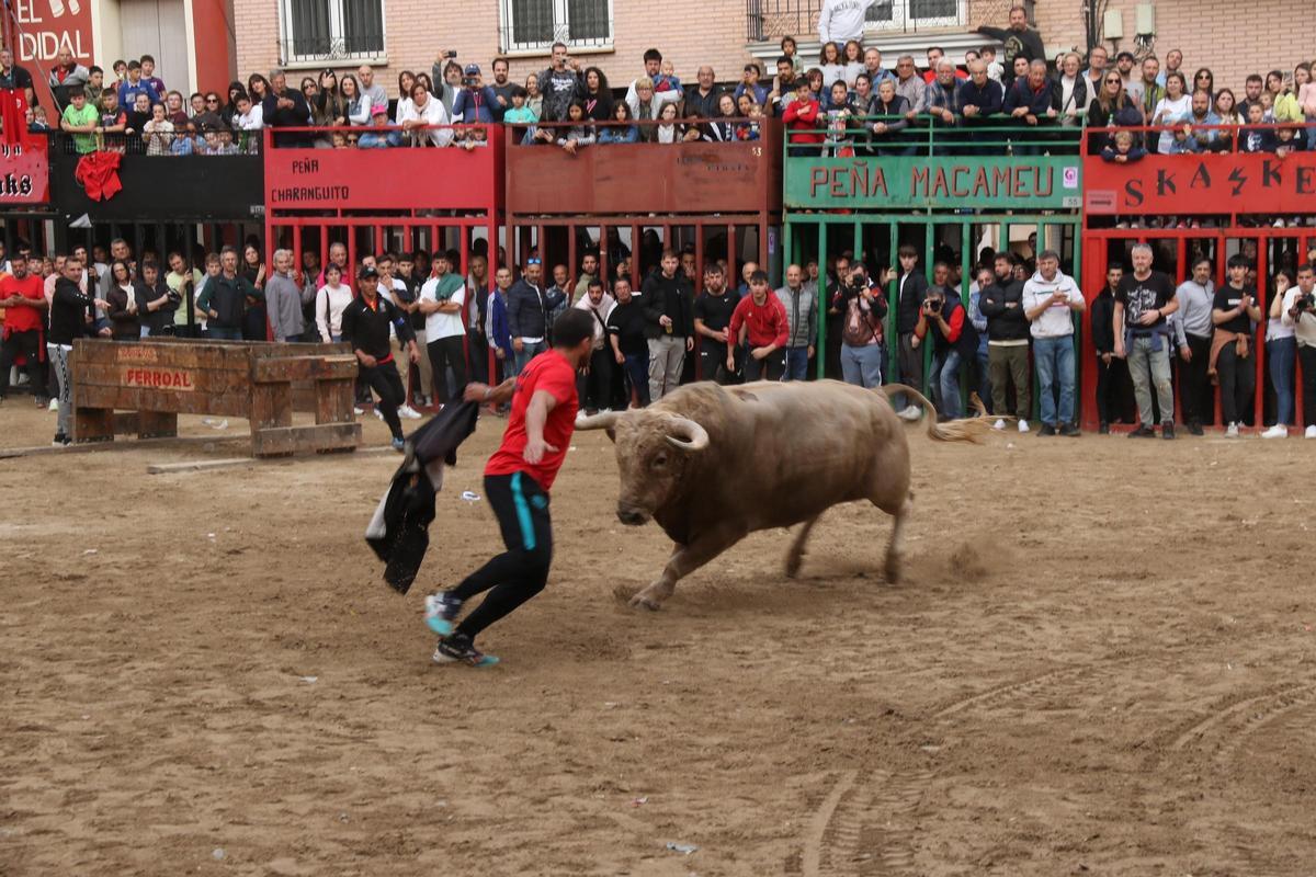 Los primeros toros cerriles de la Pascua Taurina de l’Alcora pudieron verse este sábado y despertaron gran expectación.