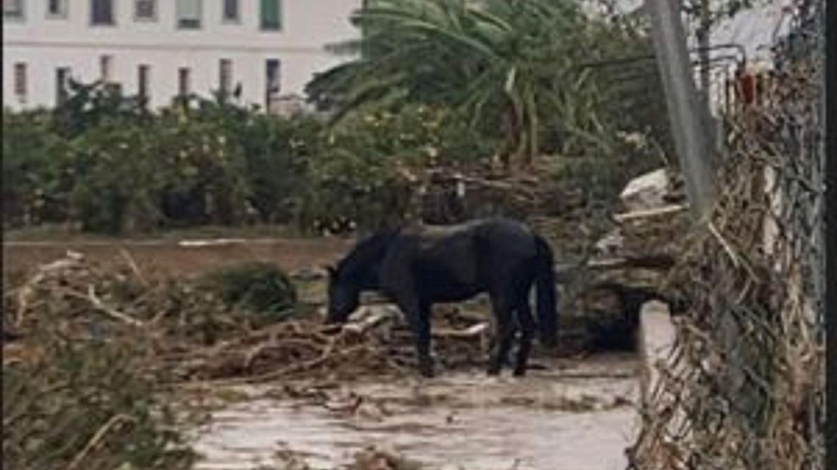 Explotación equina afectada por la Dana en Manises.