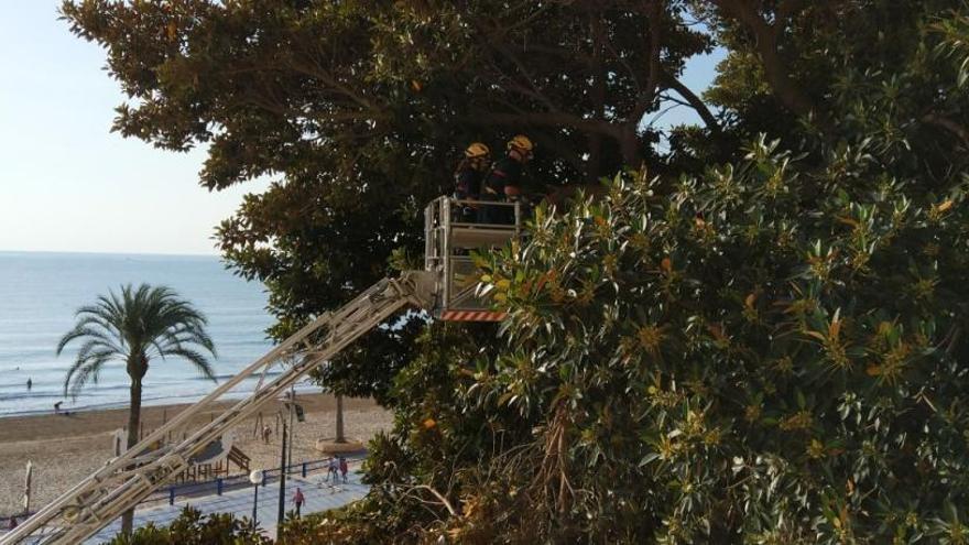 Bomberos actuando para sanear el ficus