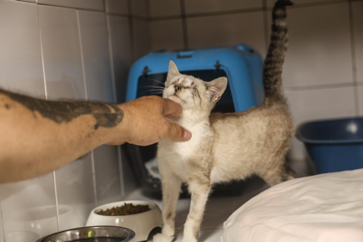 En riesgo el futuro de 400 gatos de Alicante debido a la delicada situación de su protectora