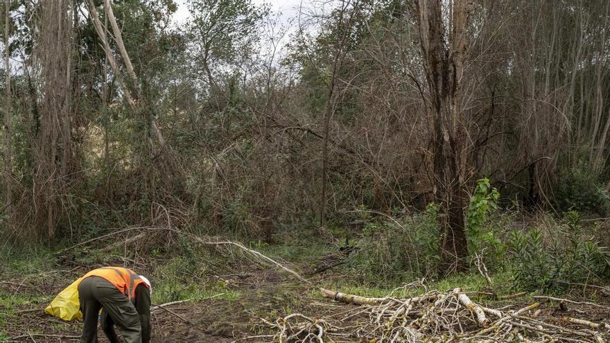 La CHG invertirá más de 413.000 euros en sanear zonas forestales junto a canales y embalses del Guadiana