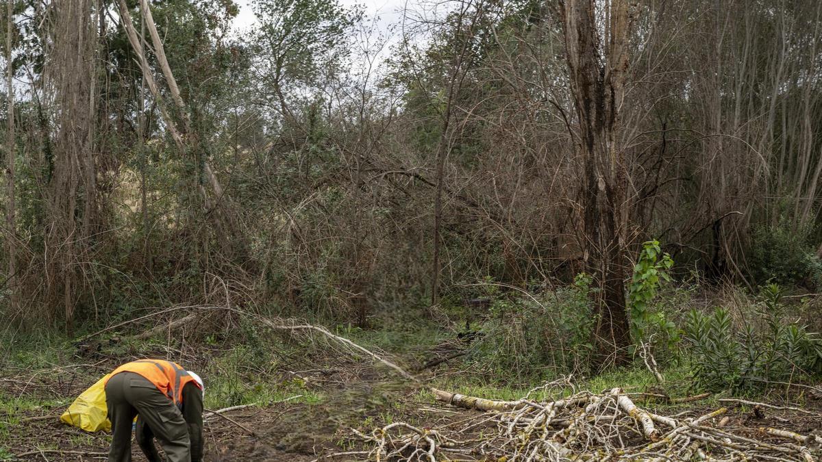 Un operario en uno de los trabajos en zonas forestales.
