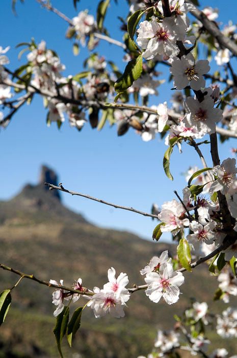 FIESTAS DEL ALMENDRO EN FLOR TEJEDA