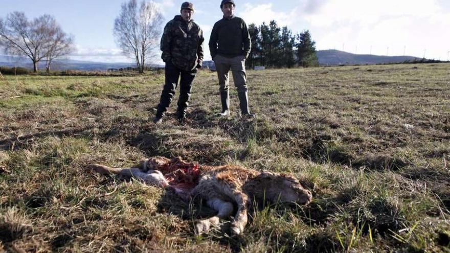 Los propietarios de la finca, junto al cadáver del ternero, medio devorado.  // Bernabé/Luismy