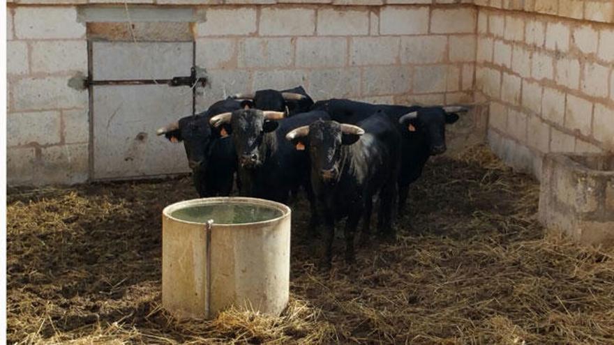 Los astados pueden visitarse en los corrales del coso murero.