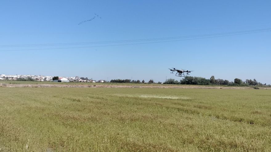 Arrancan las primeras fumigaciones contra el virus del Nilo en La Puebla del Río, foco del mosquito en 2024