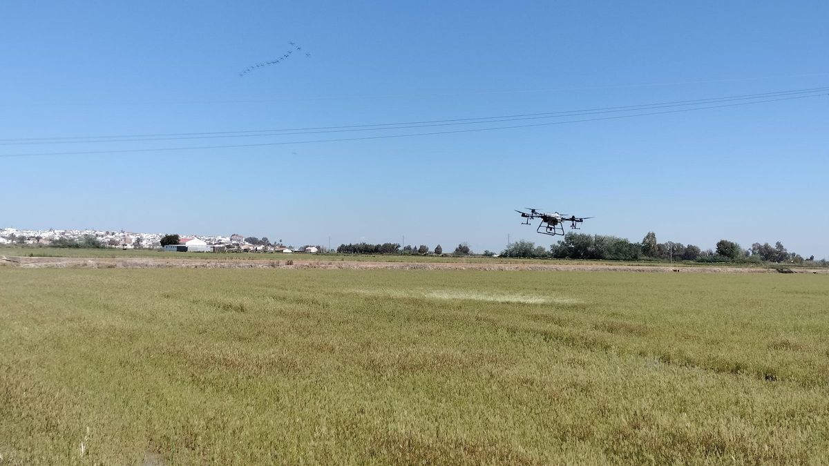 Arrancan las primeras fumigaciones contra el virus del Nilo en La Puebla del Río