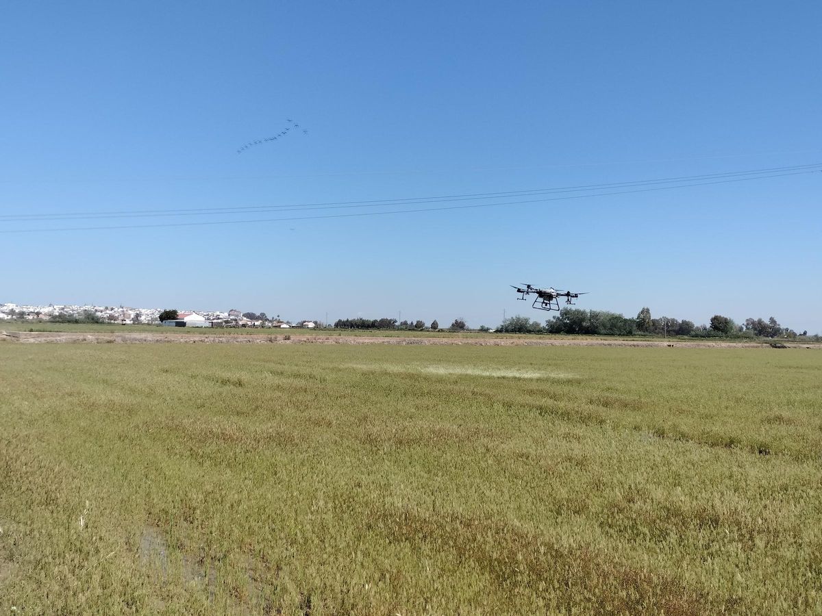 Un dron fumiga los arrozales de La Puebla del Río tras la activación del protocolo de prevención de la Diputación de Sevilla.