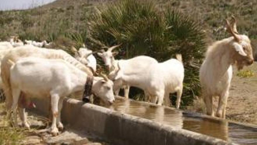Cuatro pueblos proponen introducir cabra blanca en el monte para prevenir incendios