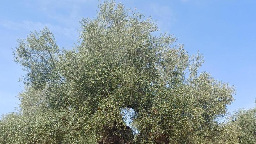Aceite de oliva: Por qué el desplome de precios en origen pone en riesgo los olivares
