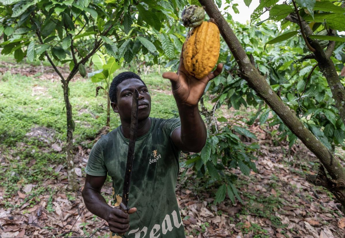 Desde hace diez años en Guerima, Colombia, los árboles de cacao reemplazan a los arbustos de coca en este departamento del tamaño de Guatemala, fronterizo con Venezuela. Está lejos de la bonanza que trajo el ingrediente principal de la cocaína, pero se ha convertido en una fuente estable de ingresos.