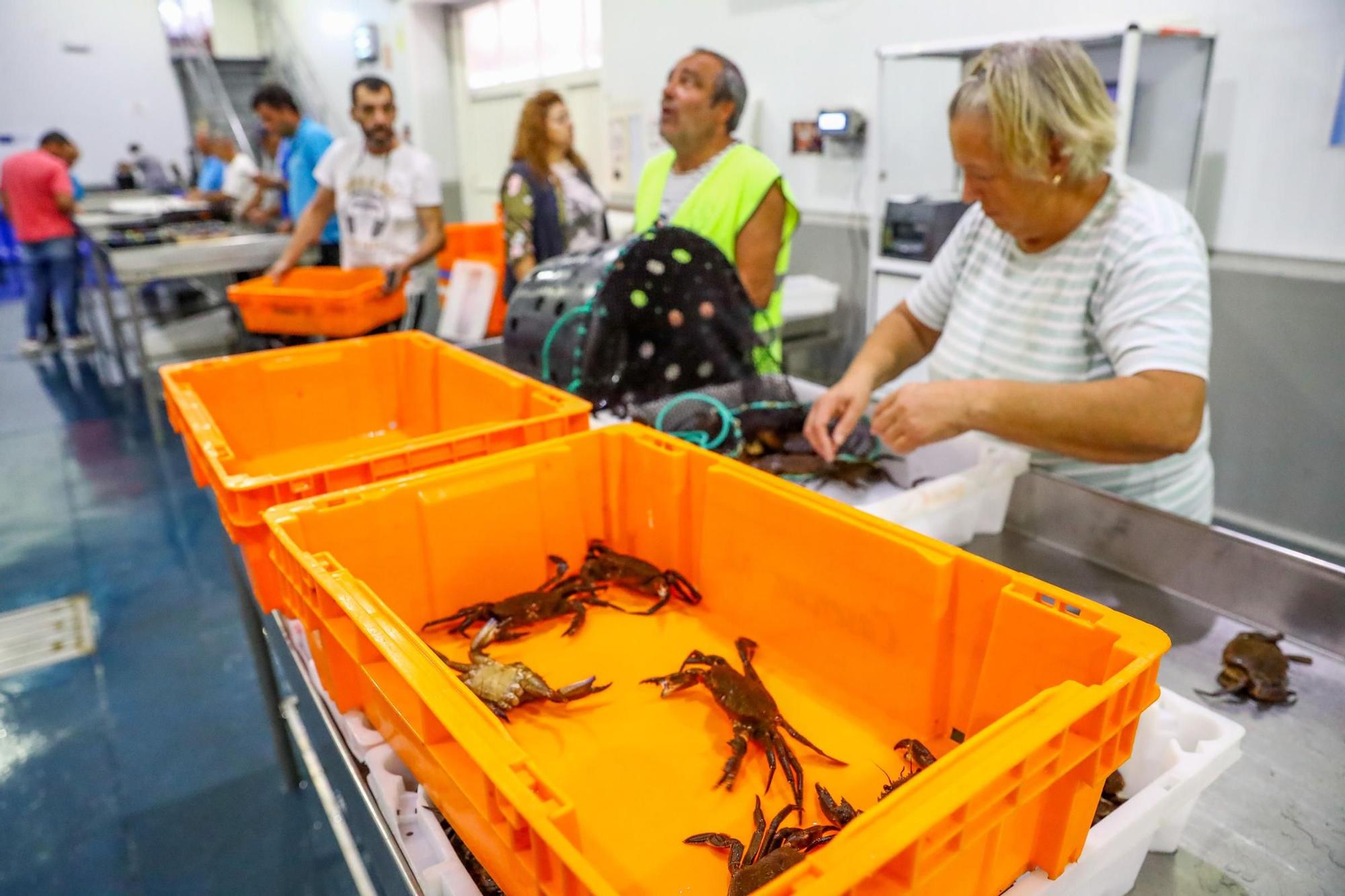 Los últimos retoques de la Festa do Marisco de O Grove.