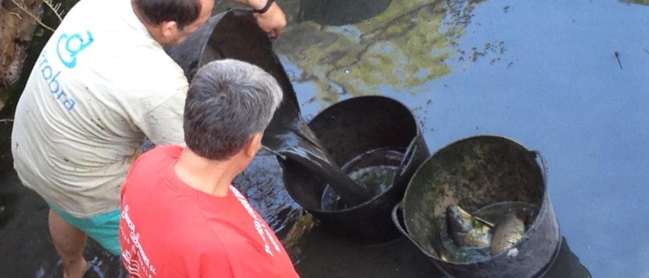 Unos voluntarios rescatan peces en la Font de Quart, en Quart de les Valls.