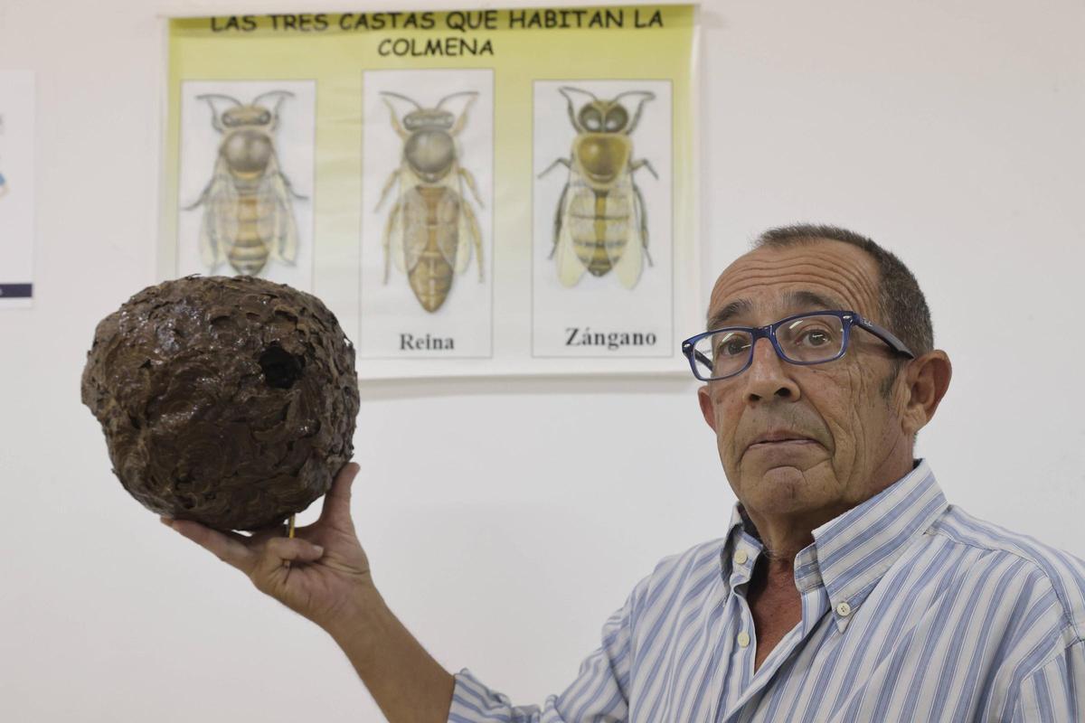 Francisco Puerta sostiene un nido aéreo de una colonia de 'Vespa velutina'.