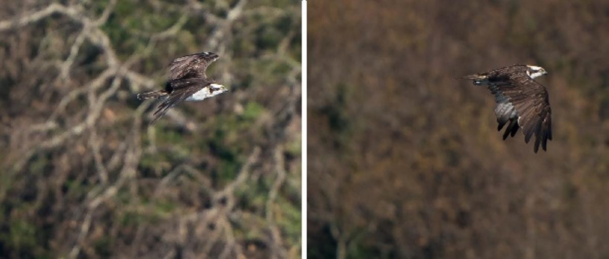El águila pescadora avistada en la primera expedición de la temporada a bordo del "Chasula".