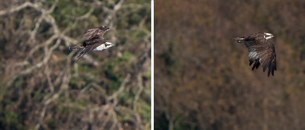 El águila pescadora avistada en la primera expedición de la temporada a bordo del &quot;Chasula&quot;.