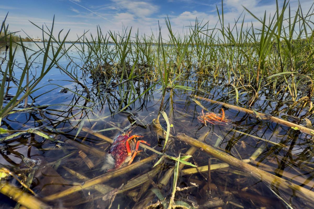 Peces y cangrejos muertos, mal olor y agua negra o marron oscura tanto en los canales del Palmar como en los campos cercanos en l'Albufera a la poblacion