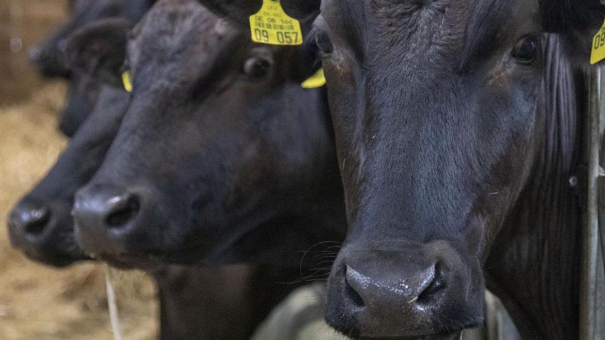 Eine „vaca“ ist die „Kuh“. Die „vaqueros“ können „Cowboys“ sein oder eine stinknormale „Jeans“.