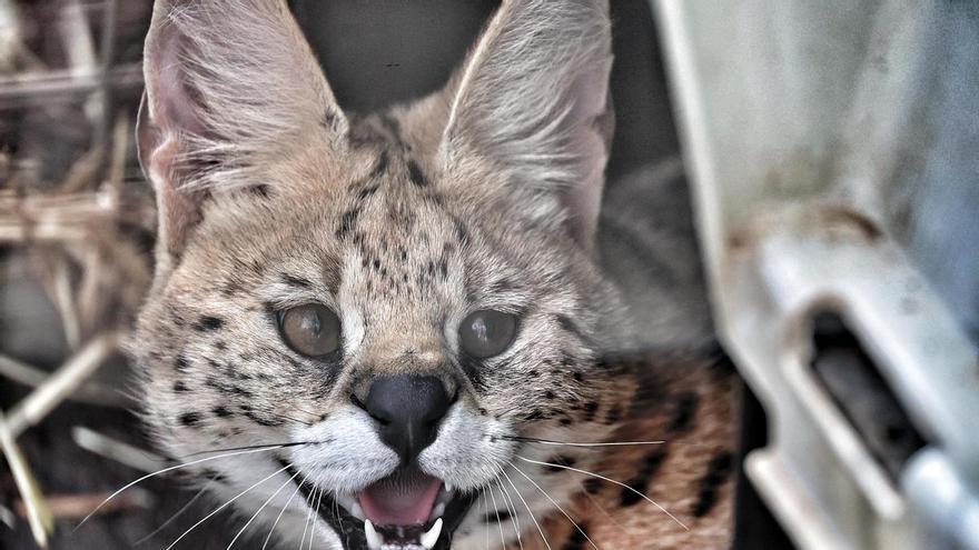 Casi cuatro de cada diez animales exóticos atendidos por la Fundación Neotrópico se confiscaron el año pasado