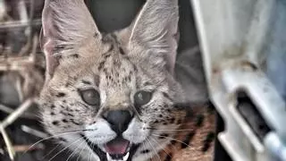 Casi cuatro de cada diez animales exóticos atendidos por la Fundación Neotrópico se confiscaron el año pasado