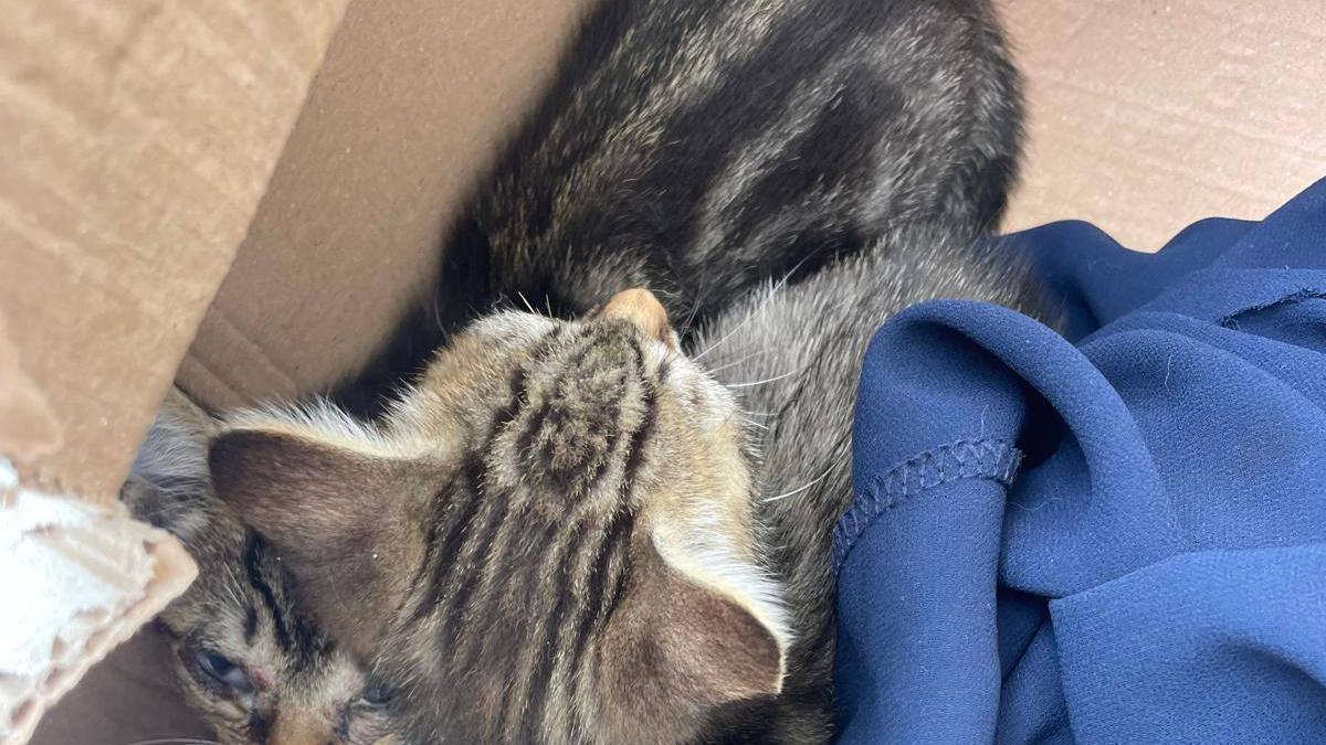 Dos gatos abandonados en una caja.