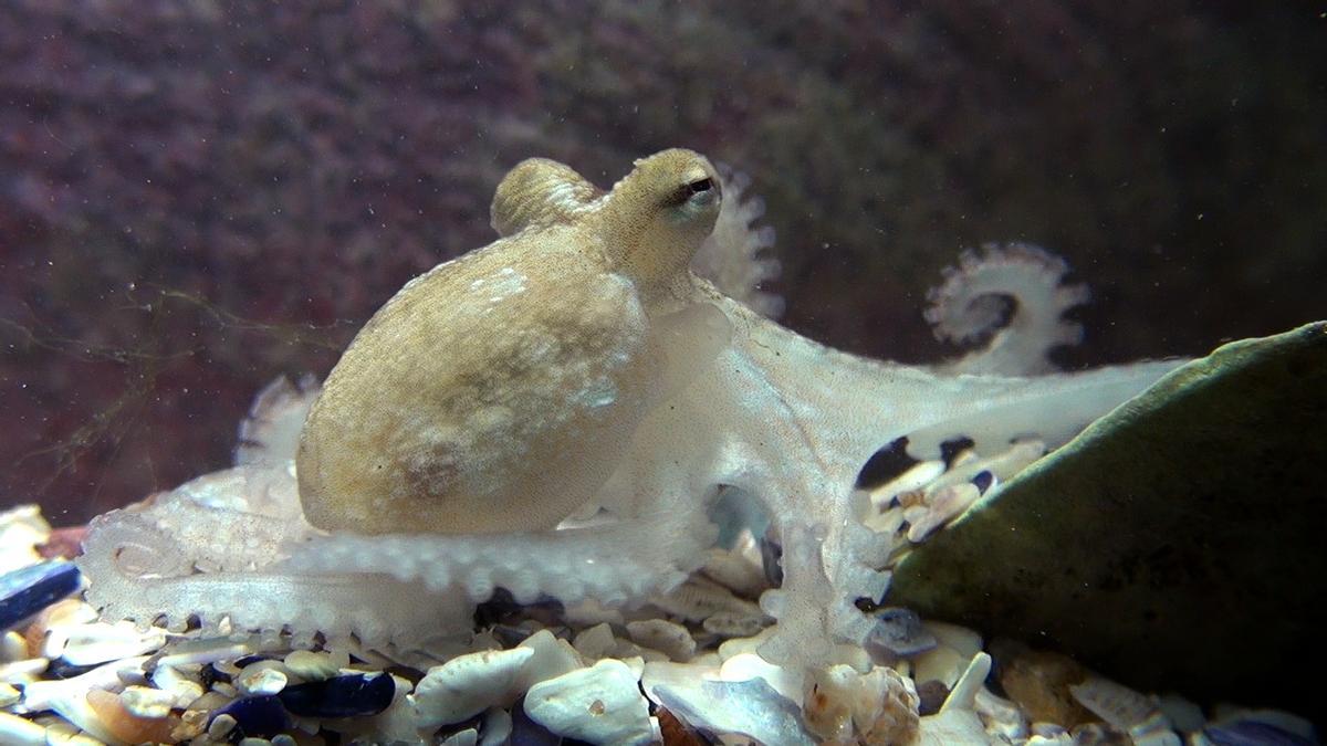 Pulpo criado en cautividad.