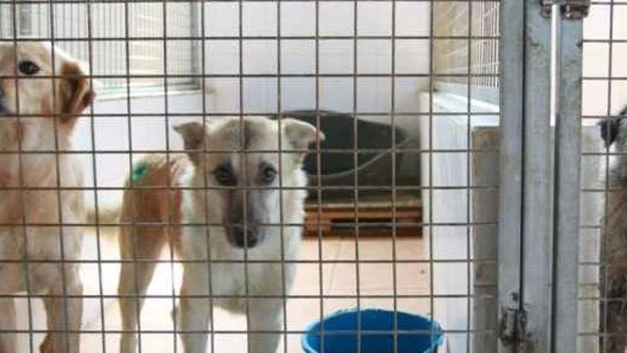 Tres perros en una protectora en una imagen de archivo