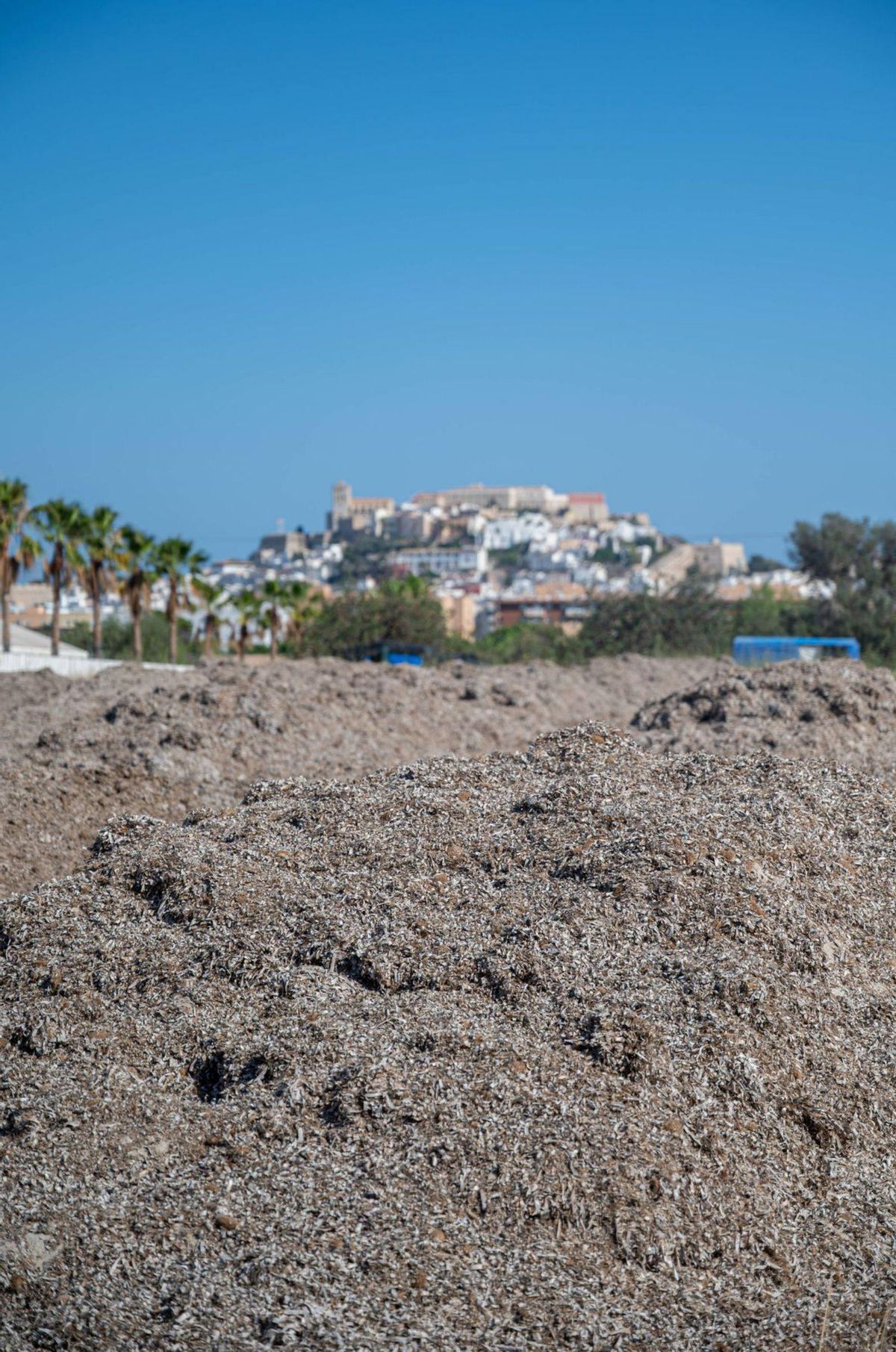 Vila amontona detrás del recinto ferial toda la posidonia que retira.