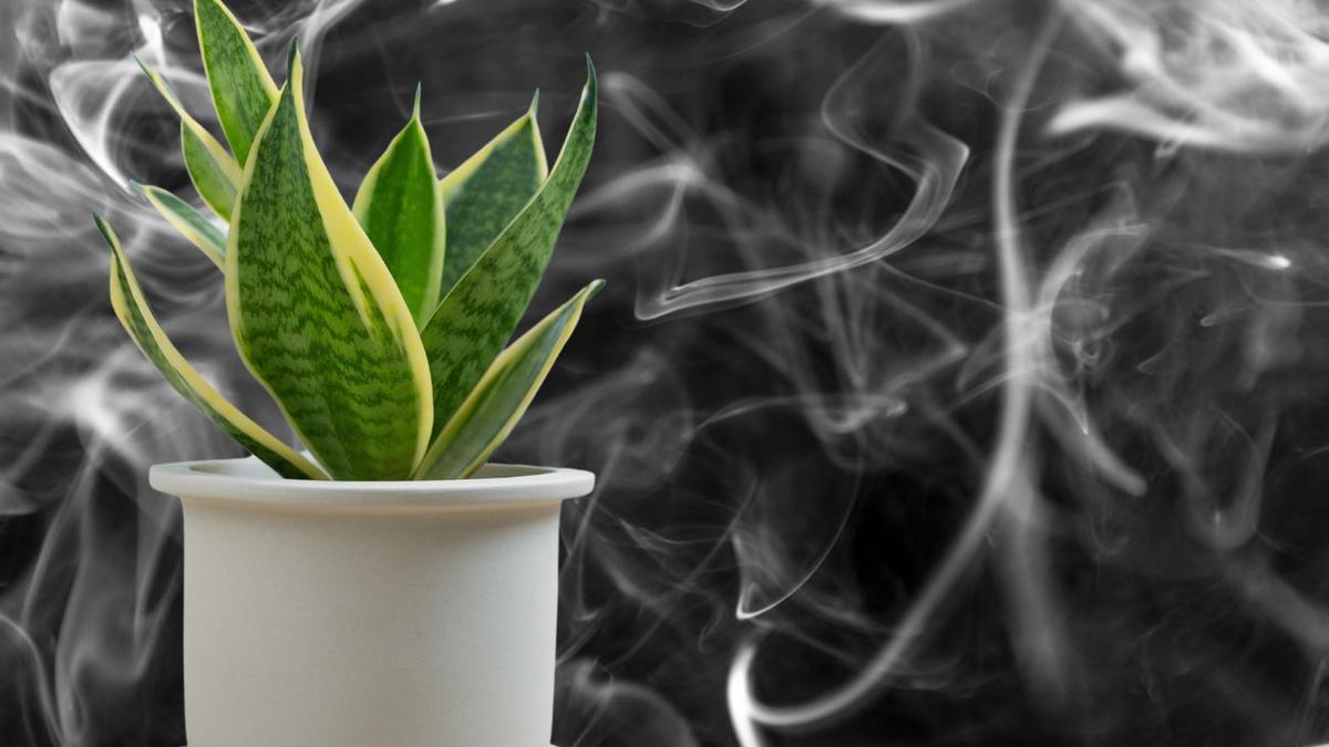 Descubre el secreto de las plantas para deshacerte del olor a tabaco en tu hogar