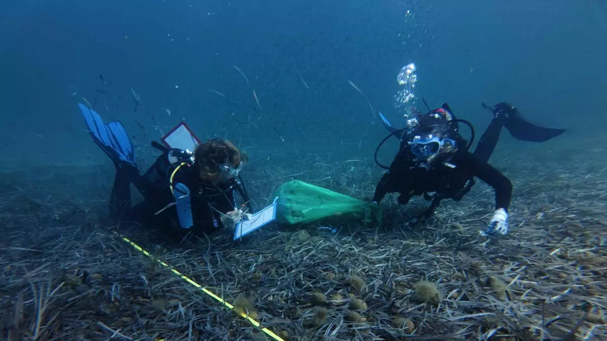 Detectan que la navegación genera el 33,5 % de residuos del mar y el turismo el 32,2 %