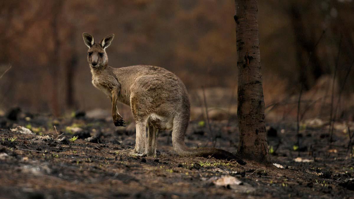 Un canguro en un bosque quemado.