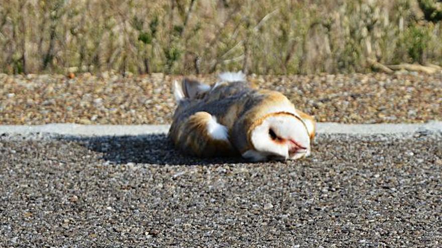 Lechuza muerta en la carretera de Tábara.