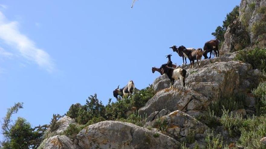 Las cabras causan daños en la flora endémica de es Vedrà.