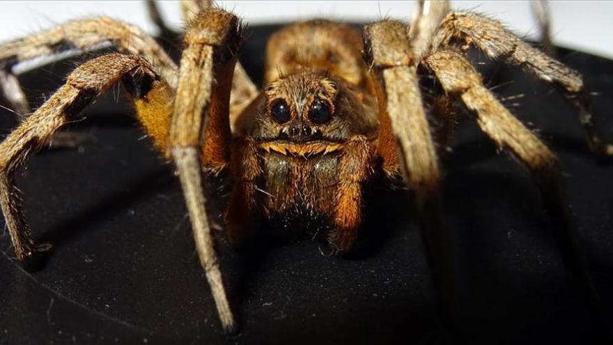 La ‘araña lobo’ llega a Priego