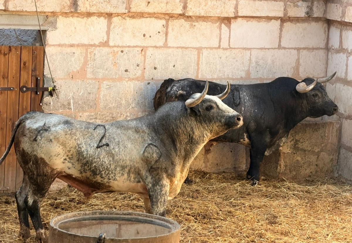La variedad cromática de los miuras que se podrán ver en Muro