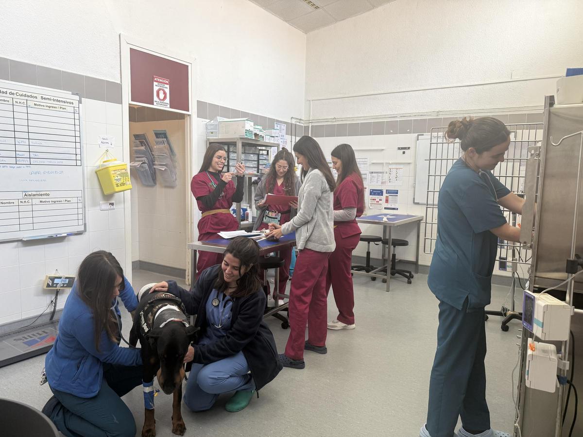 Estudiantes de Veterinaria atendiendo a un perro en el centro hospitalario de la UCO.