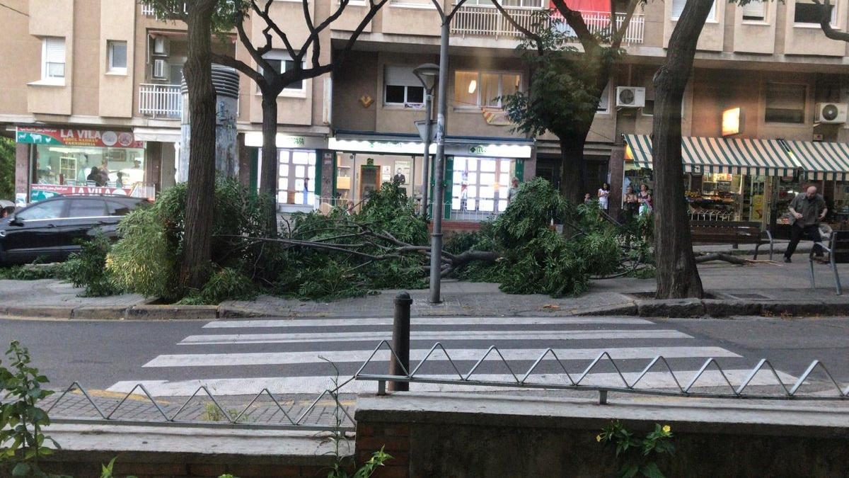 El fuerte viento tumba un árbol en Sant Feliu de Llobregat