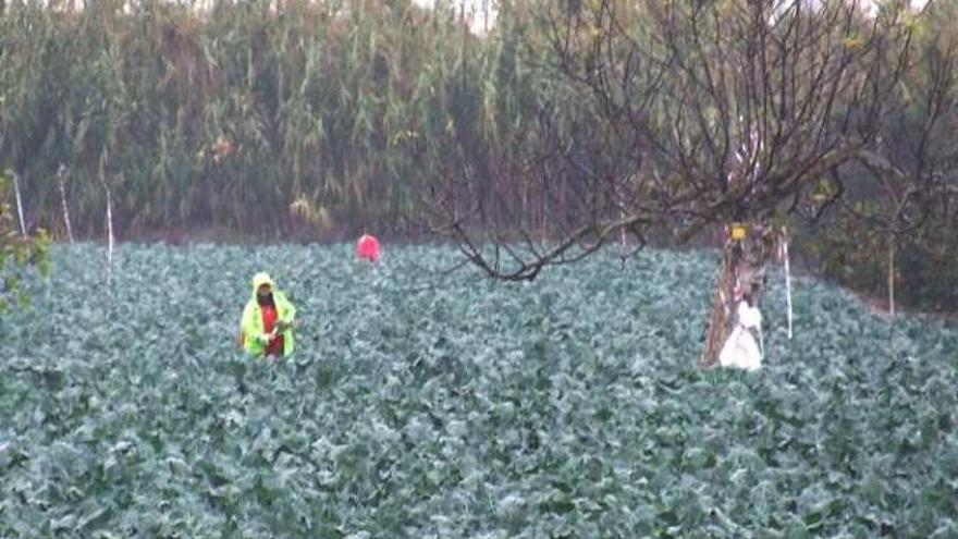 El segundo Plan de Fomento de Empleo saca del paro a 48 agricultores de la Vega Baja