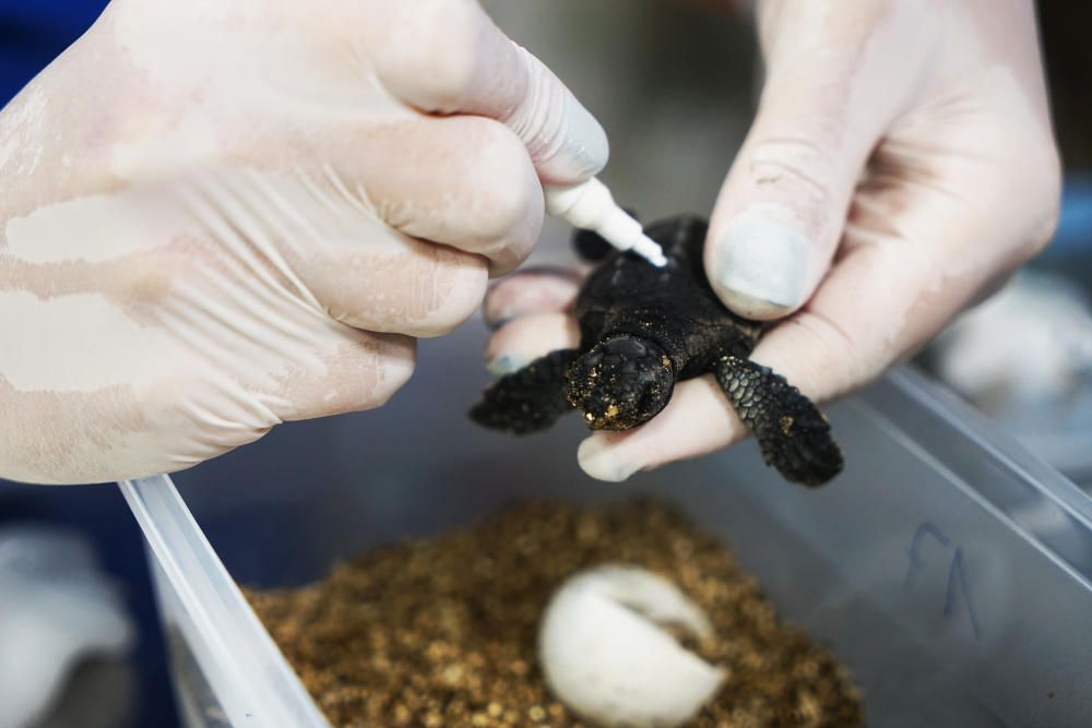 Nacen nueve tortugas bobas en el Oceanogràfic