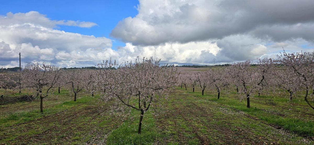 Campo de almendros en Fontanars dels Alforins.
