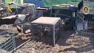 Los boinas rojas del GAR y el Seprona desmantelan dos criaderos con 88 gallos de pelea en El Vacie